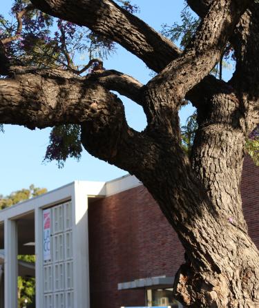 Elder Campus Tree